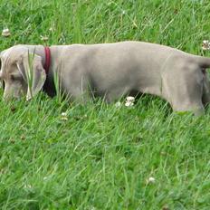 Weimaraner Jojo