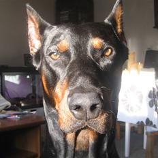 Dobermann SPIKE     R.I.P 3/11-2009
