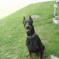 Dobermann SPIKE     R.I.P 3/11-2009
