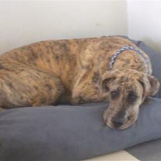 Grand danois Futte (før Lucky)