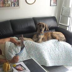 Grand danois Futte (før Lucky)