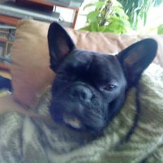 Fransk bulldog Zeus