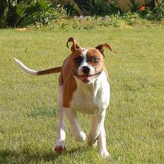 Amerikansk bulldog Luna