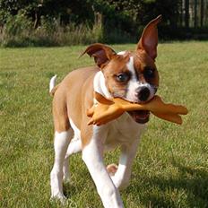 Amerikansk bulldog Luna