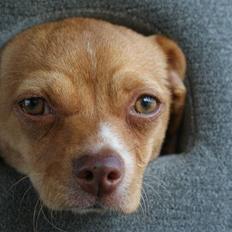 Blanding af racer Mala 