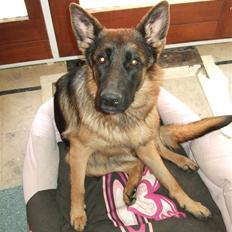 Schæferhund Aldum Donna