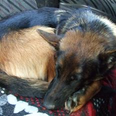 Schæferhund Aldum Donna