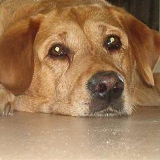 Labrador retriever Miko