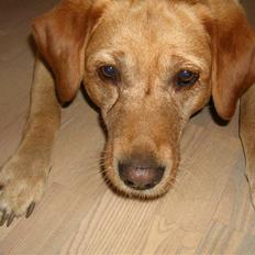 Labrador retriever Miko