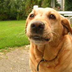 Labrador retriever Miko