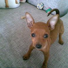 Dvaergpinscher Frida