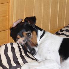 Dansk svensk gaardhund milo