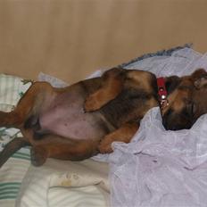 Blanding af racer Freyja