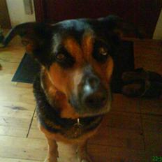 Blanding af racer Line *R.I.P*