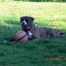 Amerikansk bulldog Chico