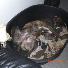 Amerikansk bulldog Chico