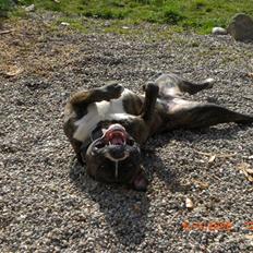 Amerikansk bulldog Chico