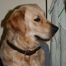 Golden retriever Sussi