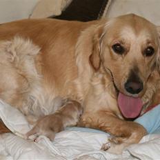 Golden retriever Sussi