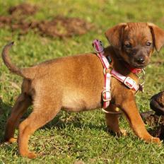 Blanding af racer Freyja