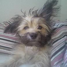 Blanding af racer Bailey