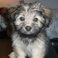 Blanding af racer Bailey