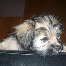 Blanding af racer Bailey