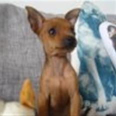 Dvaergpinscher Frida