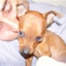 Dvaergpinscher Frida