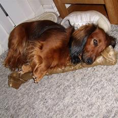 Dværggravhund Futte