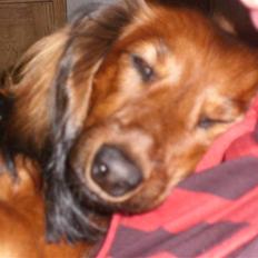 Dværggravhund Futte