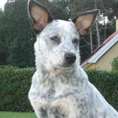 Australsk cattledog Aisia