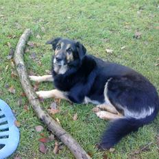 Blanding af racer Chili