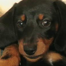 Dværggravhund futte