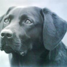 Labrador retriever (Formel 1) Blackie