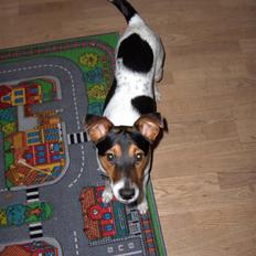 Dansk svensk gaardhund milo