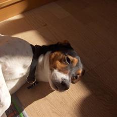 Dansk svensk gaardhund milo