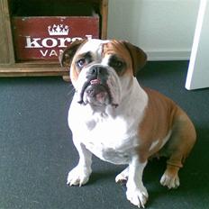 Engelsk bulldog Nala