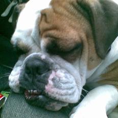 Engelsk bulldog Nala