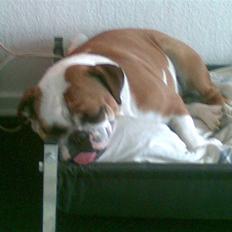 Engelsk bulldog Nala