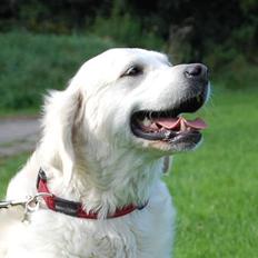 Golden retriever Filippa K Av Vervik [Himmelhund]