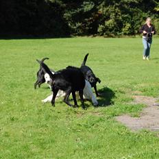 Golden retriever Filippa K Av Vervik [Himmelhund]