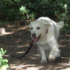 Golden retriever Filippa K Av Vervik [Himmelhund]