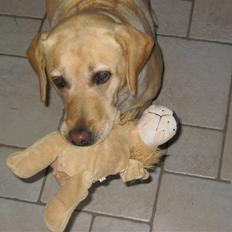 Labrador retriever Scully R.I.P