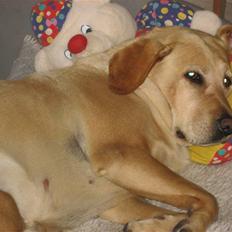 Labrador retriever Scully R.I.P