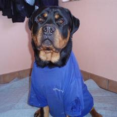 Rottweiler Xinka`s Calvin (Simba)