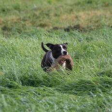 Amerikansk staffordshire terrier Joline