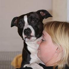 Amerikansk staffordshire terrier Joline