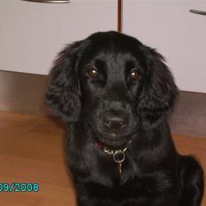 Flat coated retriever Mira