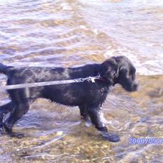 Flat coated retriever Mira